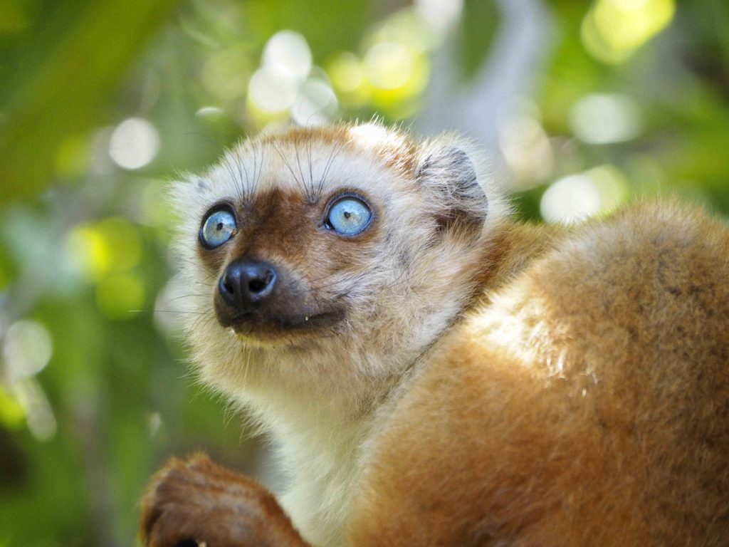 Blue Eyed Black Lemur Habitat